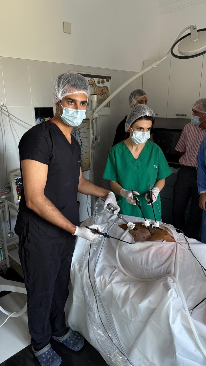 Azərbaycanda ilk dəfə rezidentlər donuz üzərində əməliyyat apardılar