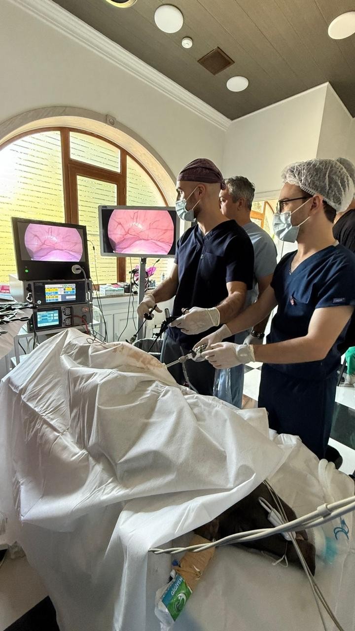 Azərbaycanda ilk dəfə rezidentlər donuz üzərində əməliyyat apardılar