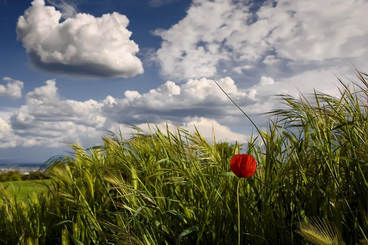 Bayram günlərində gözlənilən hava şəraiti açıqlanıb 