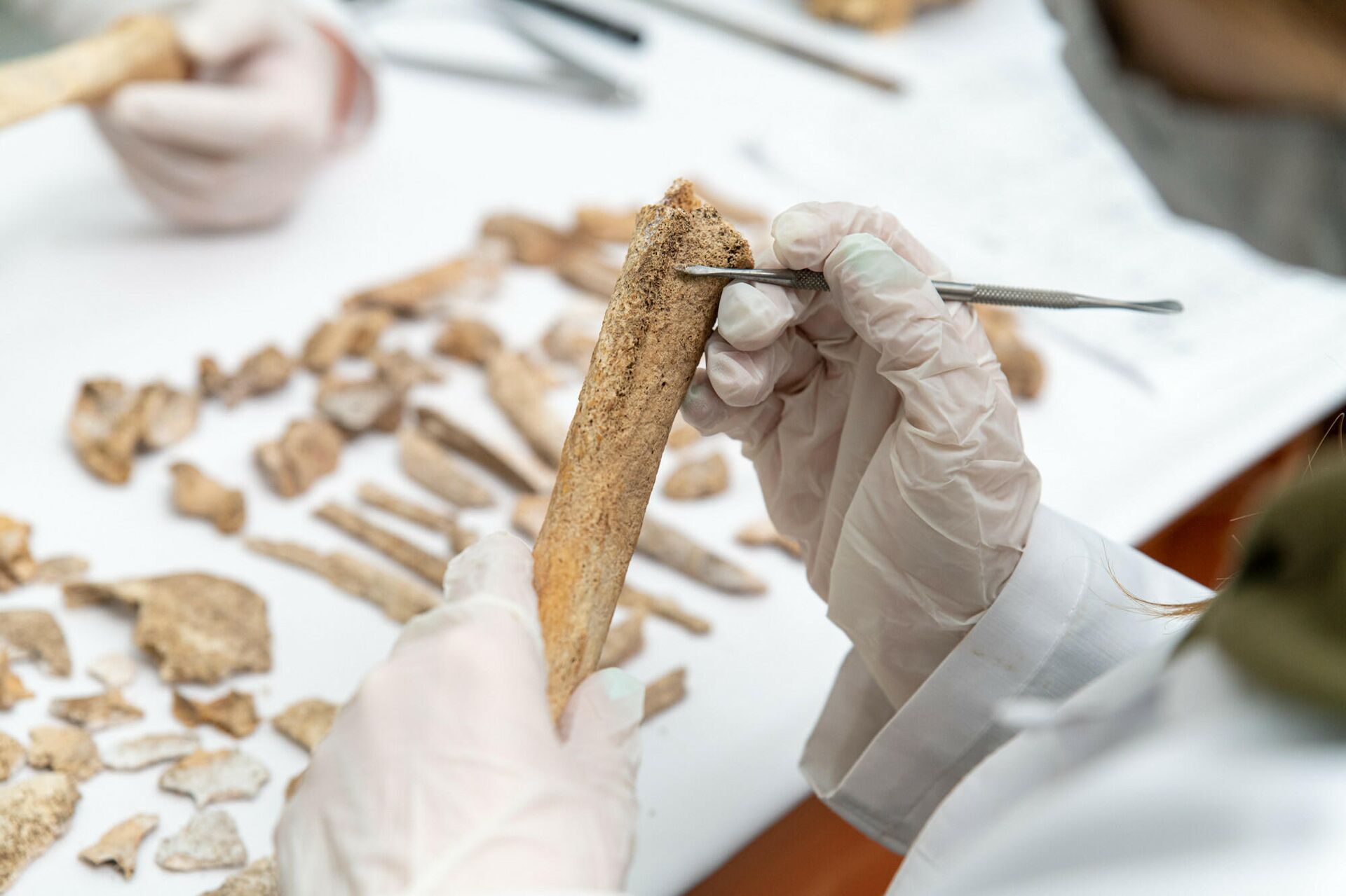 BDU-da sümük nümunələrinin genetik DNT analizinin aparılması planlaşdırılır 