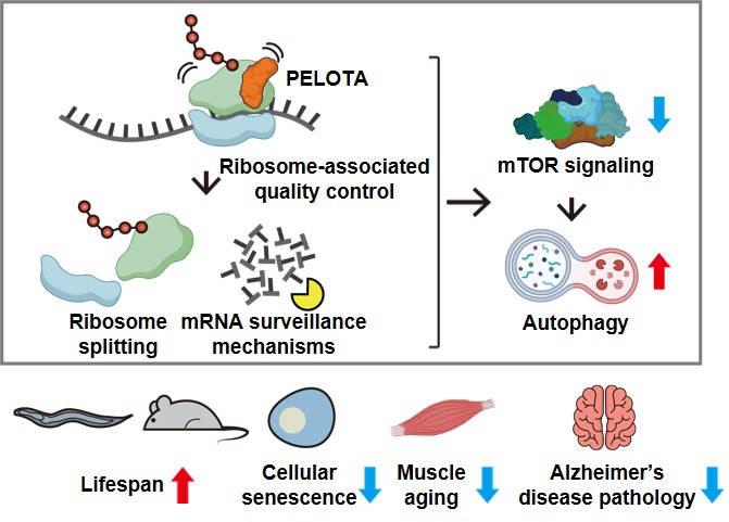 KAIST alimləri RNA vasitəsilə yaşlanmanı ləngidən mexanizmi aşkar ediblər