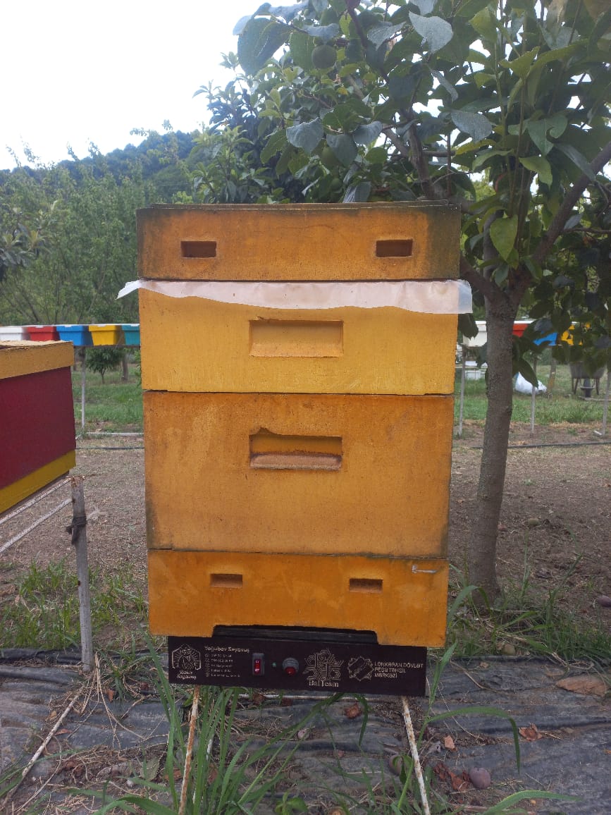 Lənkəranda Peşə Təhsil Mərkəzi arıçılıqla bağlı innovativ layihəyə dəstək oldu