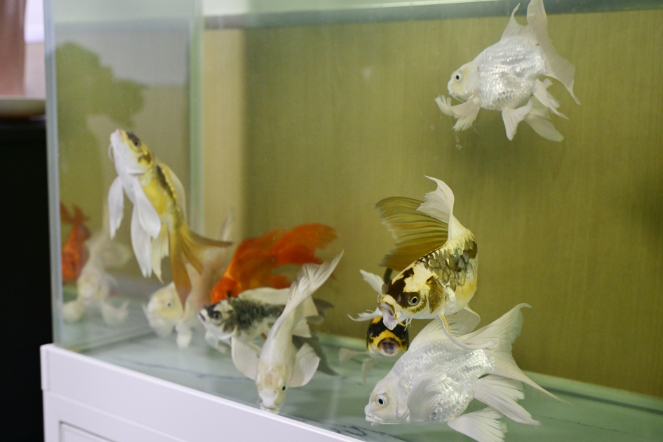 Leyla Əliyeva Çin Milli İnsan Genomu Mərkəzində olub