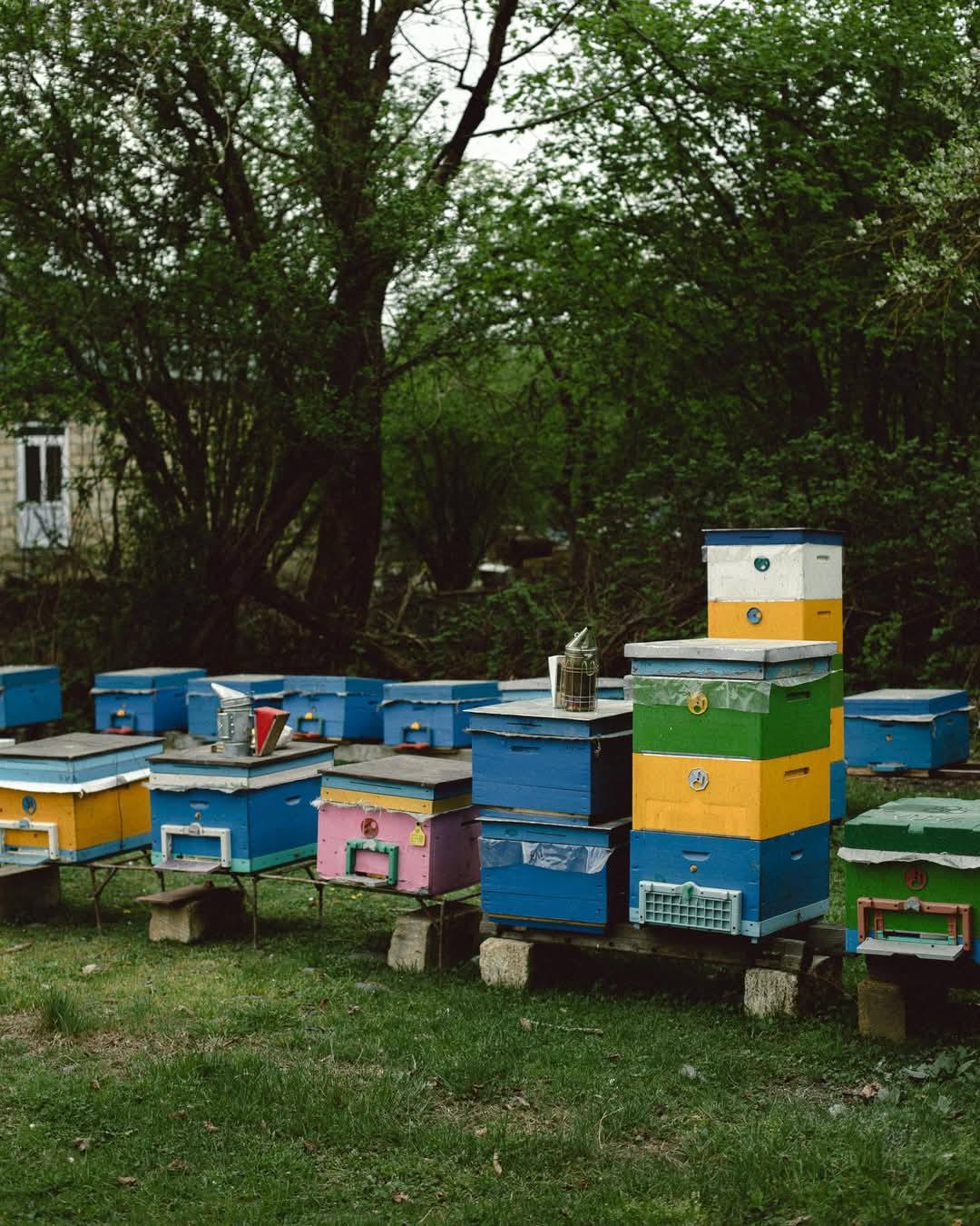 Leyla Əliyeva və Arzu Əliyeva gənc arıçının təsərrüfatını ziyarət ediblər