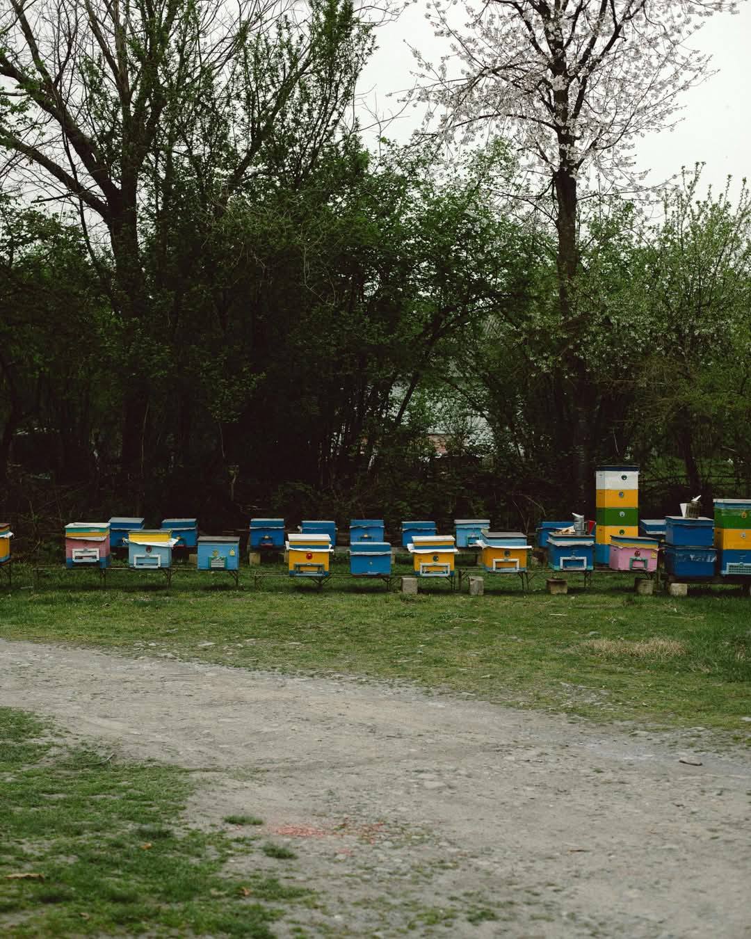 Leyla Əliyeva və Arzu Əliyeva gənc arıçının təsərrüfatını ziyarət ediblər