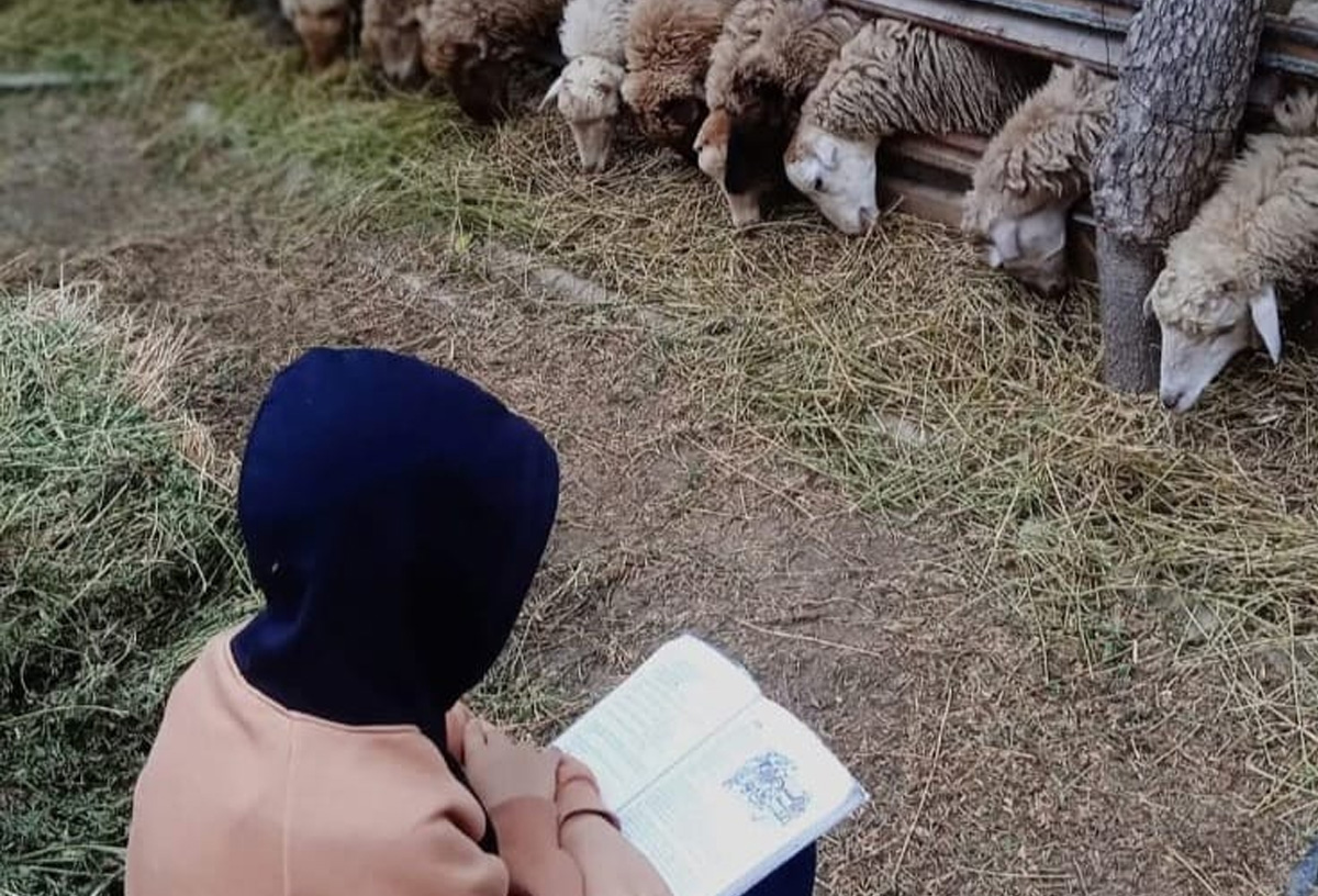 Olimpiada üzrə rayon birincisi: Sürü otararkən də dərslərimlə məşğul oluram 