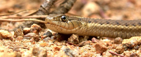 Süni intellekt ilan zəhəri əleyhinə zərdab hazırlayacaq 