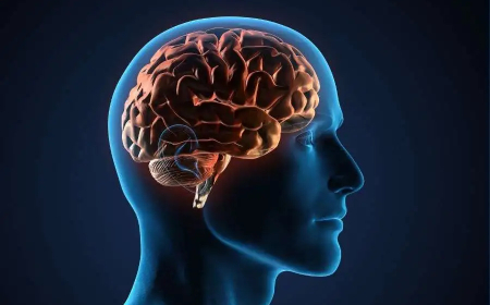 İnsan beyni dörd fərqli yaşda böyük dəyişikliklərə məruz qalır