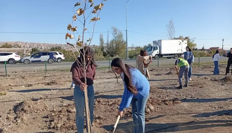 MDU tələbələri Mingəçevirdə yeni yaşıllıq zonası saldılar