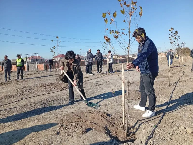 MDU tələbələri Mingəçevirdə yeni yaşıllıq zonası saldılar