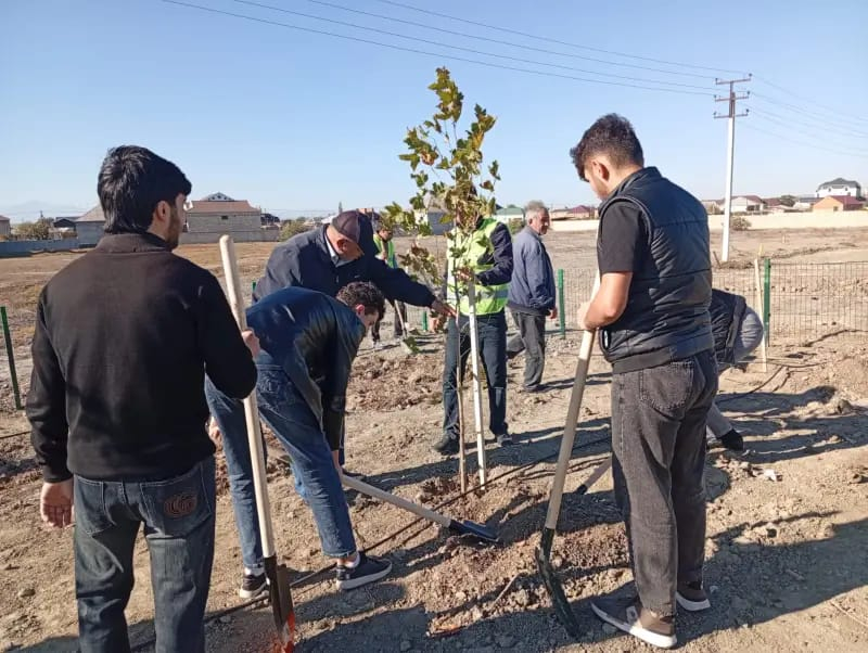 MDU tələbələri Mingəçevirdə yeni yaşıllıq zonası saldılar