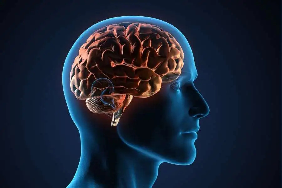 İnsan beyni dörd fərqli yaşda böyük dəyişikliklərə məruz qalır