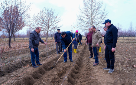 NDU-da ağacəkmə aksiyası keçirilib 