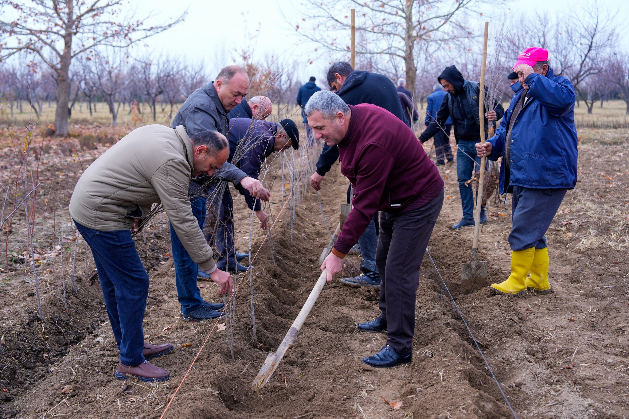 NDU-da ağacəkmə aksiyası keçirilib
