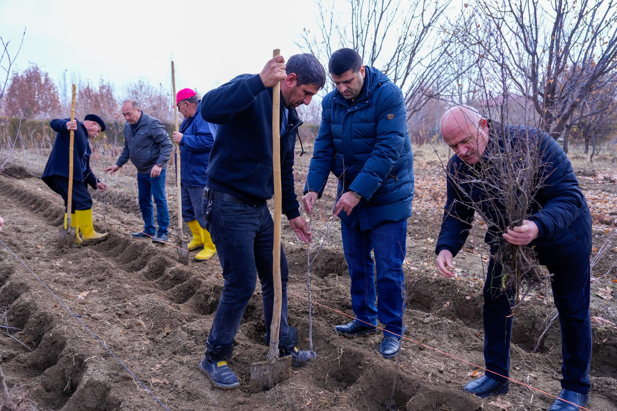 NDU-da ağacəkmə aksiyası keçirilib