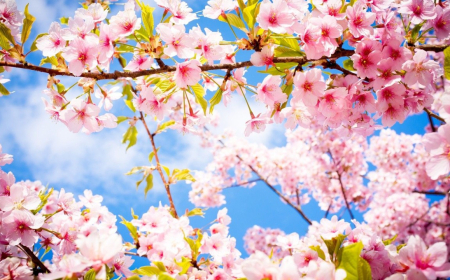 Yaz fəsli Azərbaycana bu tarixdə daxil olacaq 