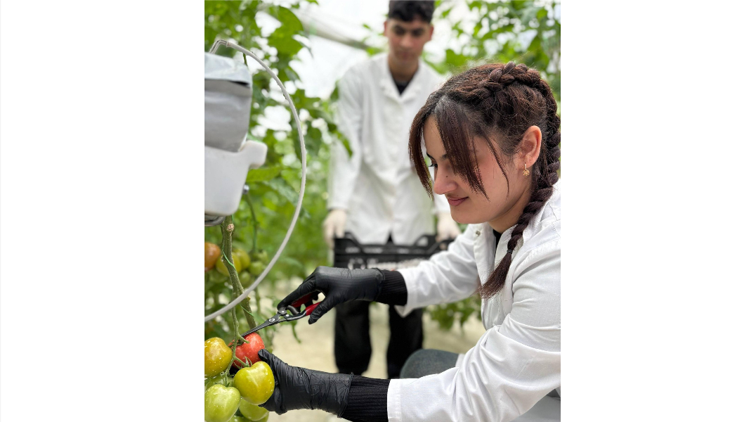 Lənkəranda tələbələr yetişdirdikləri məhsulun yığımına başlayıblar
