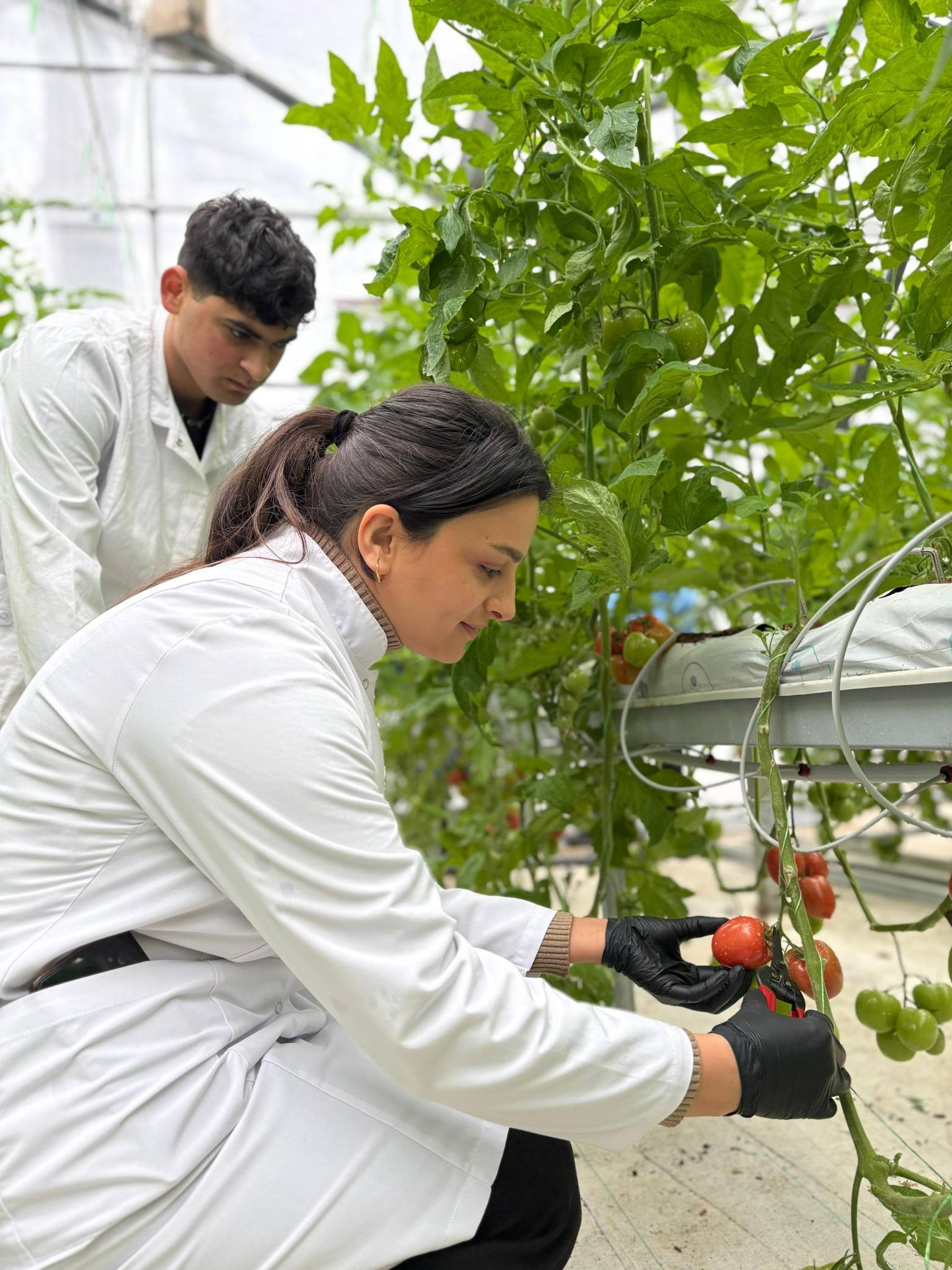 Lənkəranda tələbələr yetişdirdikləri məhsulun yığımına başlayıblar
