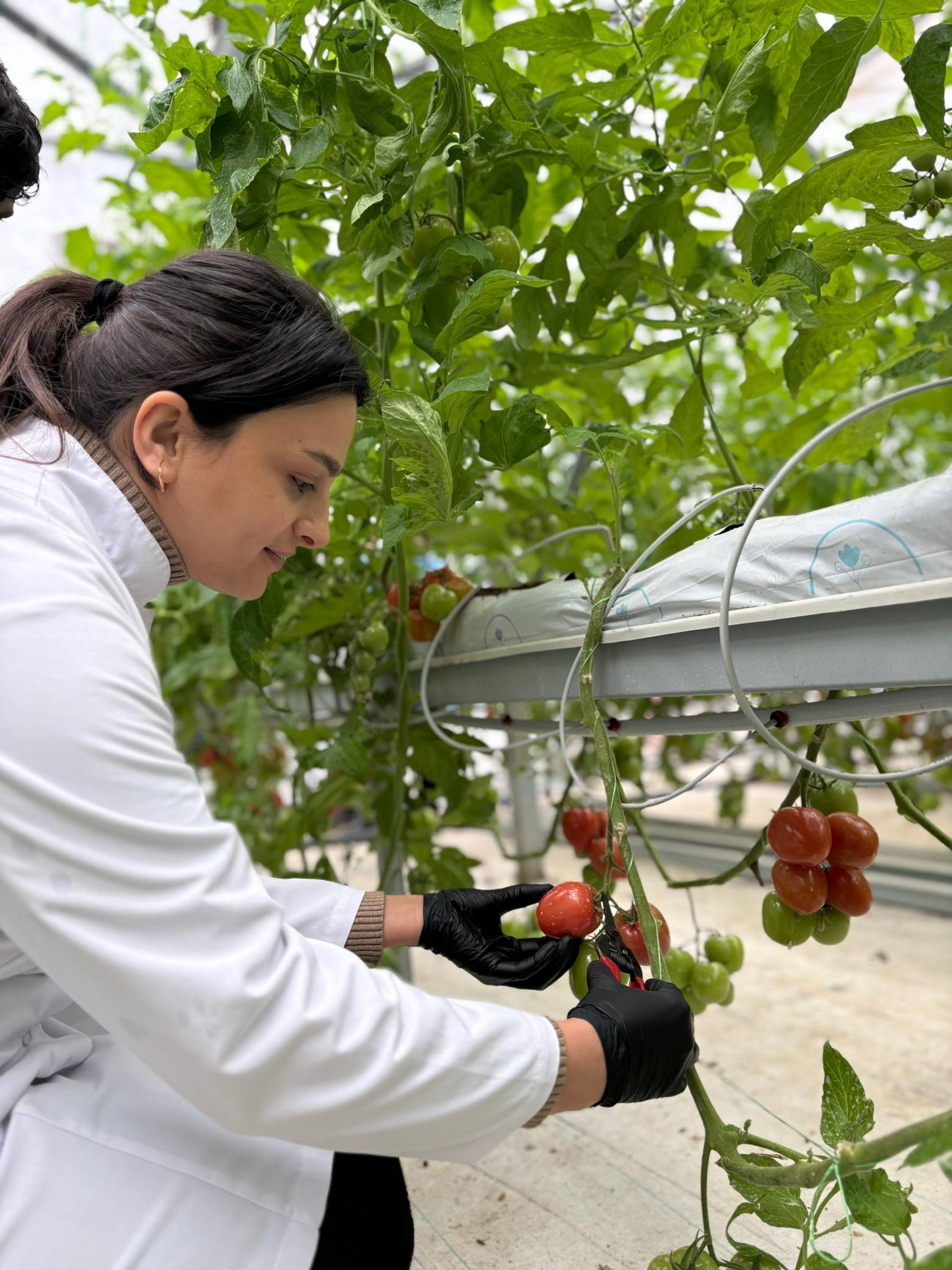Lənkəranda tələbələr yetişdirdikləri məhsulun yığımına başlayıblar