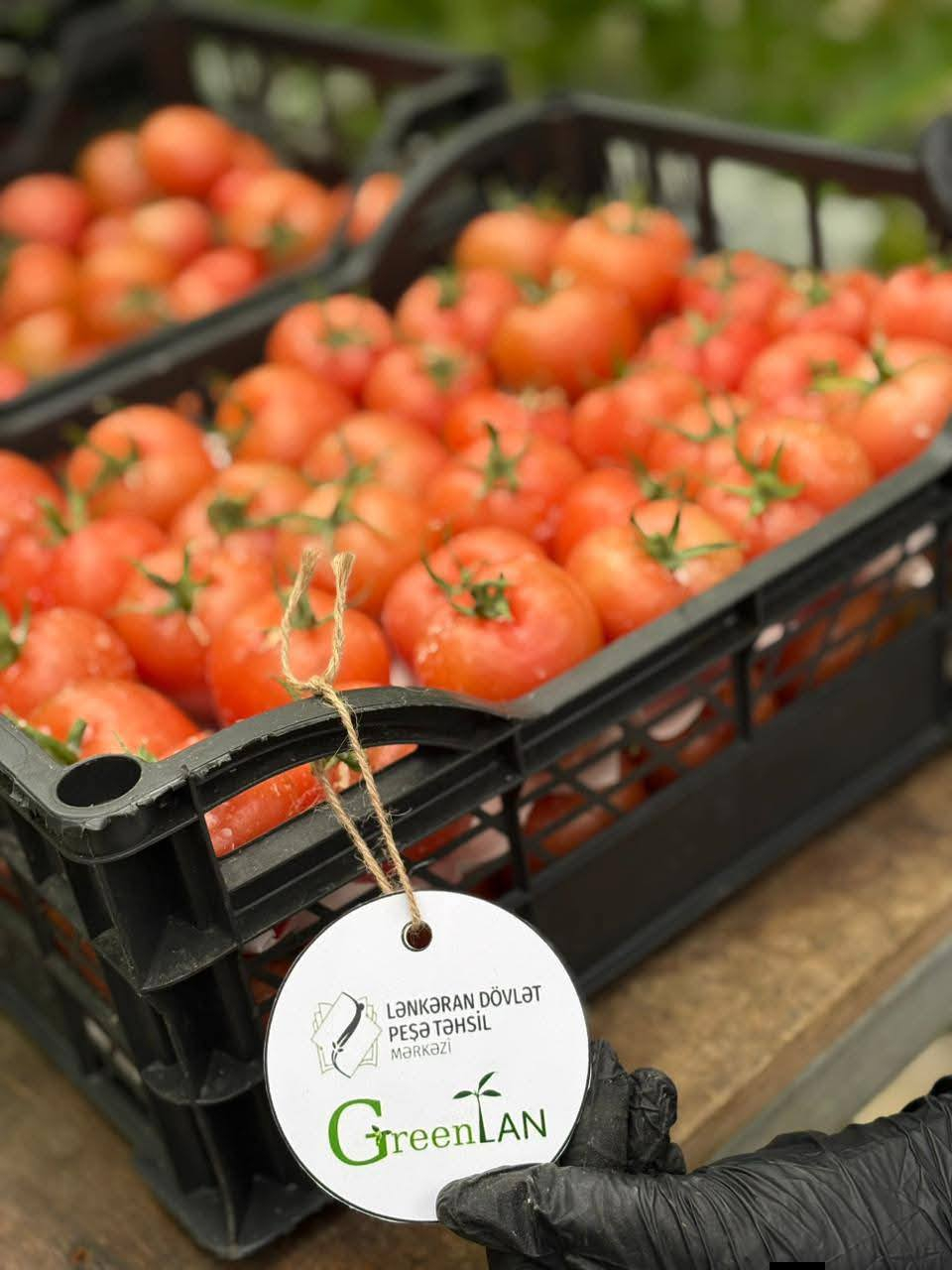 Lənkəranda tələbələr yetişdirdikləri məhsulun yığımına başlayıblar