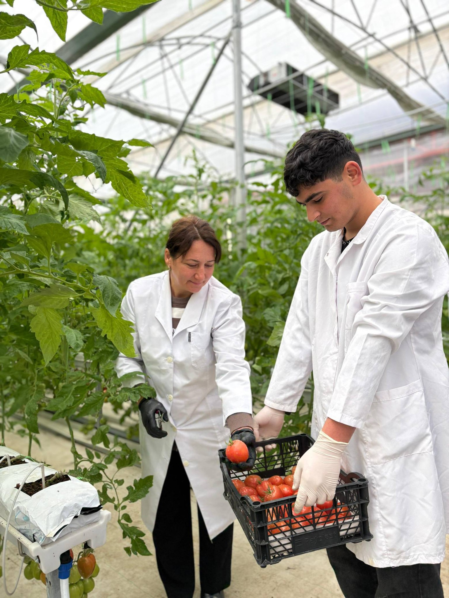 Lənkəranda tələbələr yetişdirdikləri məhsulun yığımına başlayıblar