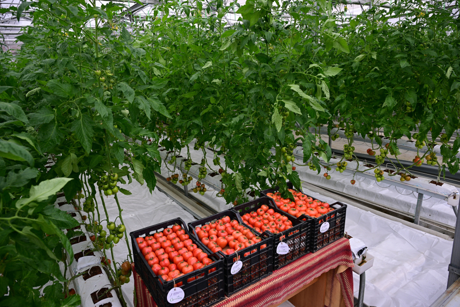 Prezident İlham Əliyev Lənkəran Dövlət Peşə Təhsil Mərkəzinin açılışında iştirak edib