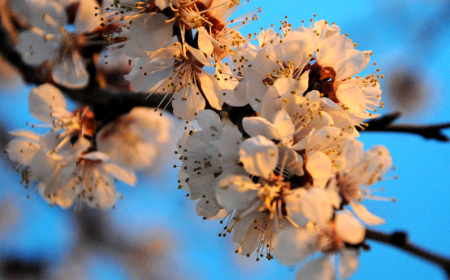 Azərbaycana yaz fəsli daxil oldu 