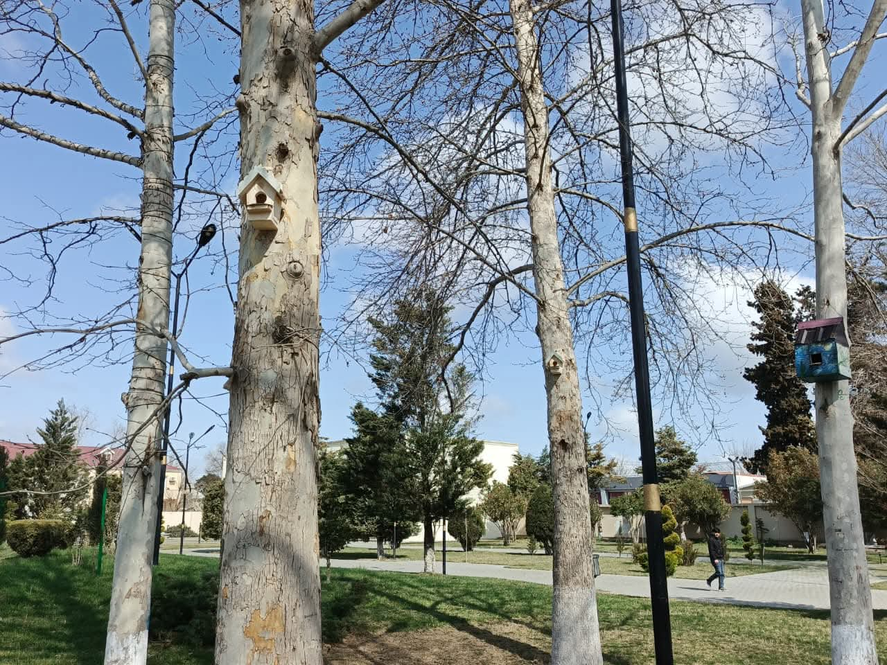 Biləsuvarda məktəblilər quşlar üçün evciklər hazırladılar 