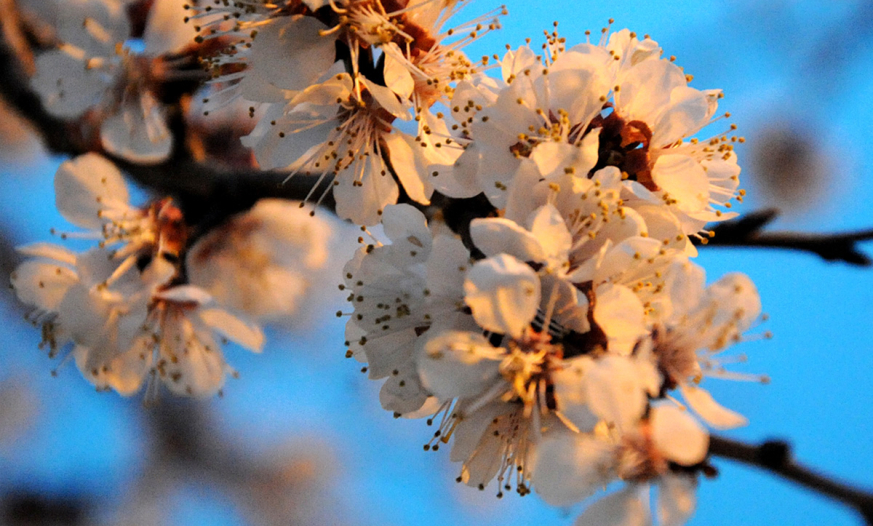 Azərbaycana yaz fəsli daxil oldu