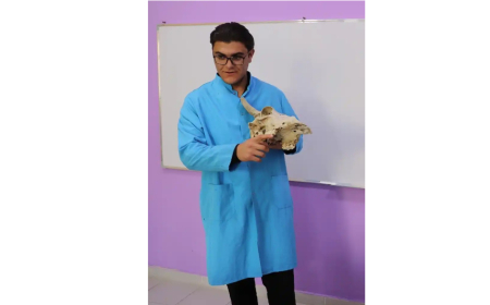 Aşpaz olmaq istəyirdi, ailə təsərrüfatı onu baytarlığa gətirdi