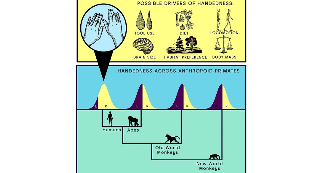 Niyə çox insanlar sağ əlini istifadə edir? – Alimlər sirri açıqladılar