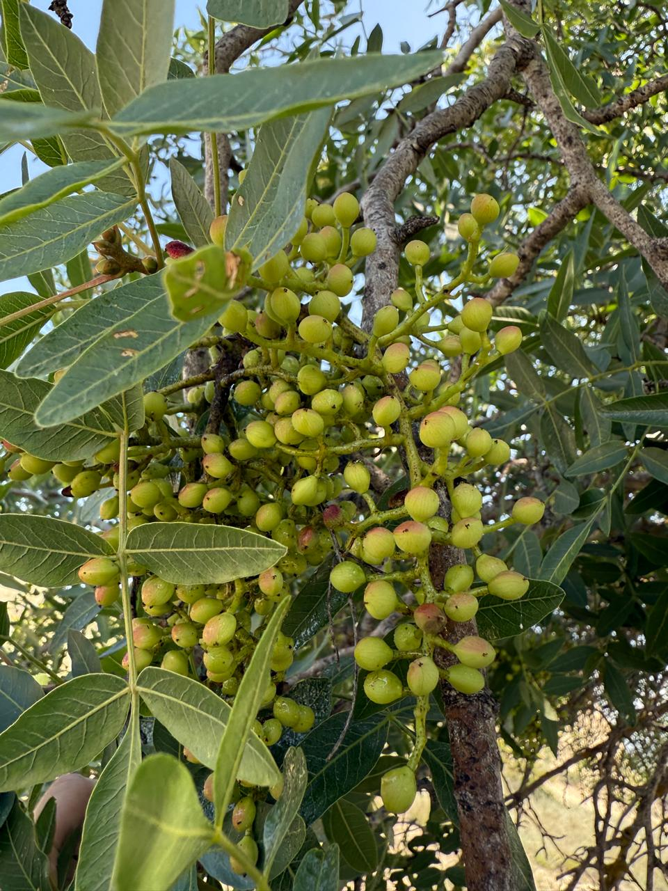 Alimlər Kür çayı sahilində ilk dəfə nadir bitki assosiasiyası müəyyən ediblər