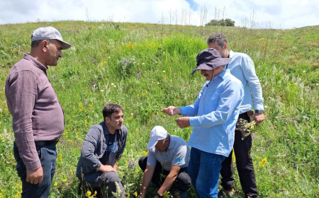 Batabatda iki yeni bitki növü aşkar edilib